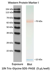 Western Protein Marker I (Exposure) 250ul x 2 Western Protein Marker I (Exposure) 250ul x 2