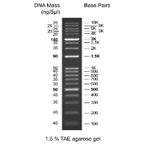 GD Kplus DNA Ladder, RTU, 500ul GD Kplus DNA Ladder, RTU, 500ul