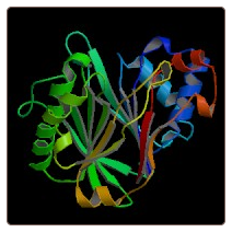 Human Deoxyribonuclease gamma , DNASE1L3 ELISA Kit