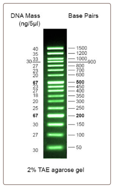 Safe-Green™ 100bp Opti-DNA Marker