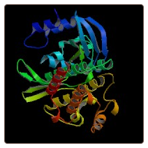 Rat Transforming Growth factor β1 receptor , TGF-β1R ELISA Kit
