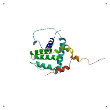 Human Bcl-2-like protein 1 , BCL2L1 ELISA Kit