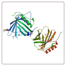Rabbit neutrophil gelatinase-associated lipocalin , NGAL ELISA Kit