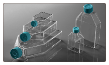 225cm2 Cell Culture Flask, Vent Cap, TC, sterile 5/pk, 25/case