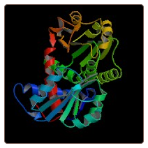 Rat Osteocalcin/Bone gla protein , OT/BGP ELISA Kit