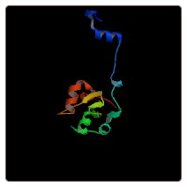 Rat Baculoviral IAP repeat-containing protein 4 , XIAP ELISA Kit