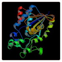 Mouse Choline-phosphate cytidylyltransferase A , PCYT1A ELISA Kit