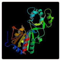 Human NAD-dependent deacetylase sirtuin-1 , SIRT1/SIR2L1 ELISA Kit