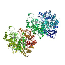 Human Alpha-enolase , ENO1/ENO1L1/MBPB1/MPB1 ELISA Kit