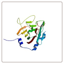Human PRKC apoptosis WT1 regulator protein , PAWR ELISA Kit