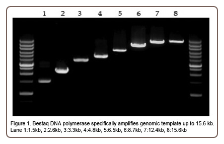 Bestaq DNA Polymerase  250 U (50 μl)