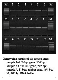 TISSUE-DIRECT™ PCR Kit 100 rxns