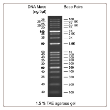 GD Kplus DNA Ladder, RTU, 500ul