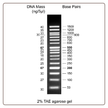GD 50bp DNA Ladder, 500ul