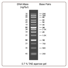 GD XLarge DNA Ladder, 500ul