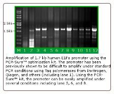 PCR-Sure™ Kit  12 x 5 reactions
