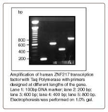 Taq DNA Polymerase PCR  1,000 U (200 μl)