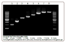 EasyScript Plus™ Reverse Transcriptase PCR  100 reactions