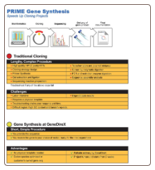PRIME Gene Synthesis