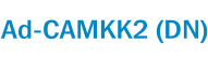 Ad-CAMKK2 (DN)