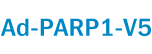 Ad-PARP1-V5