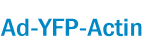 Ad-YFP-Actin